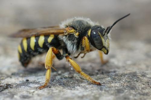Réf. 270 326 : Rhodanthidium septemdentatum